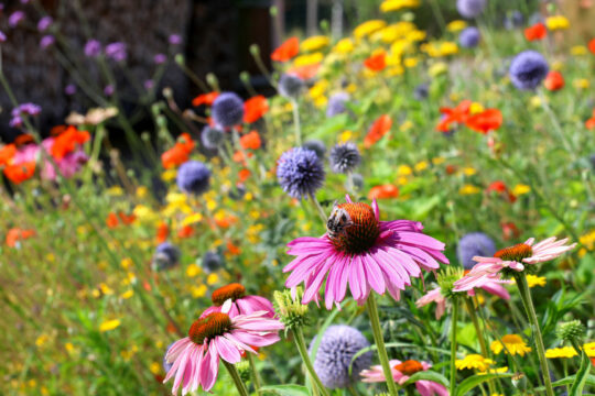 Eine Wiese mit bunten Wildblumen.