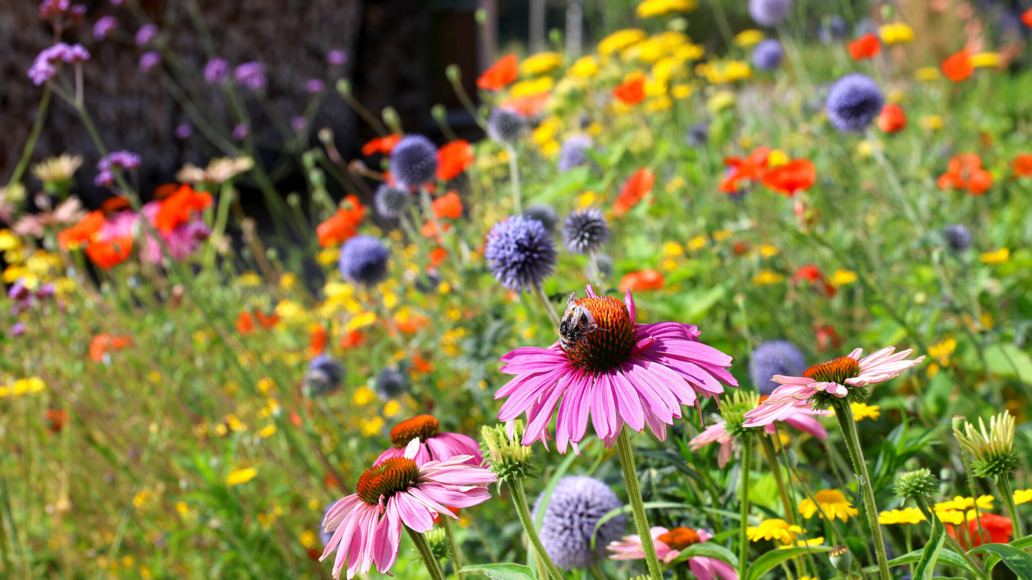 Eine Wiese mit bunten Wildblumen.
