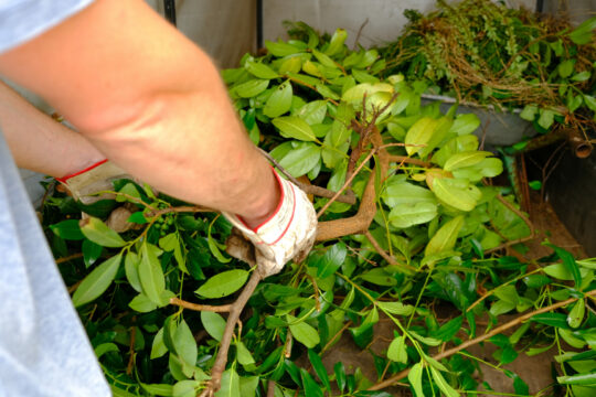 Eine Person hält Gartenschnitt in der Hand.