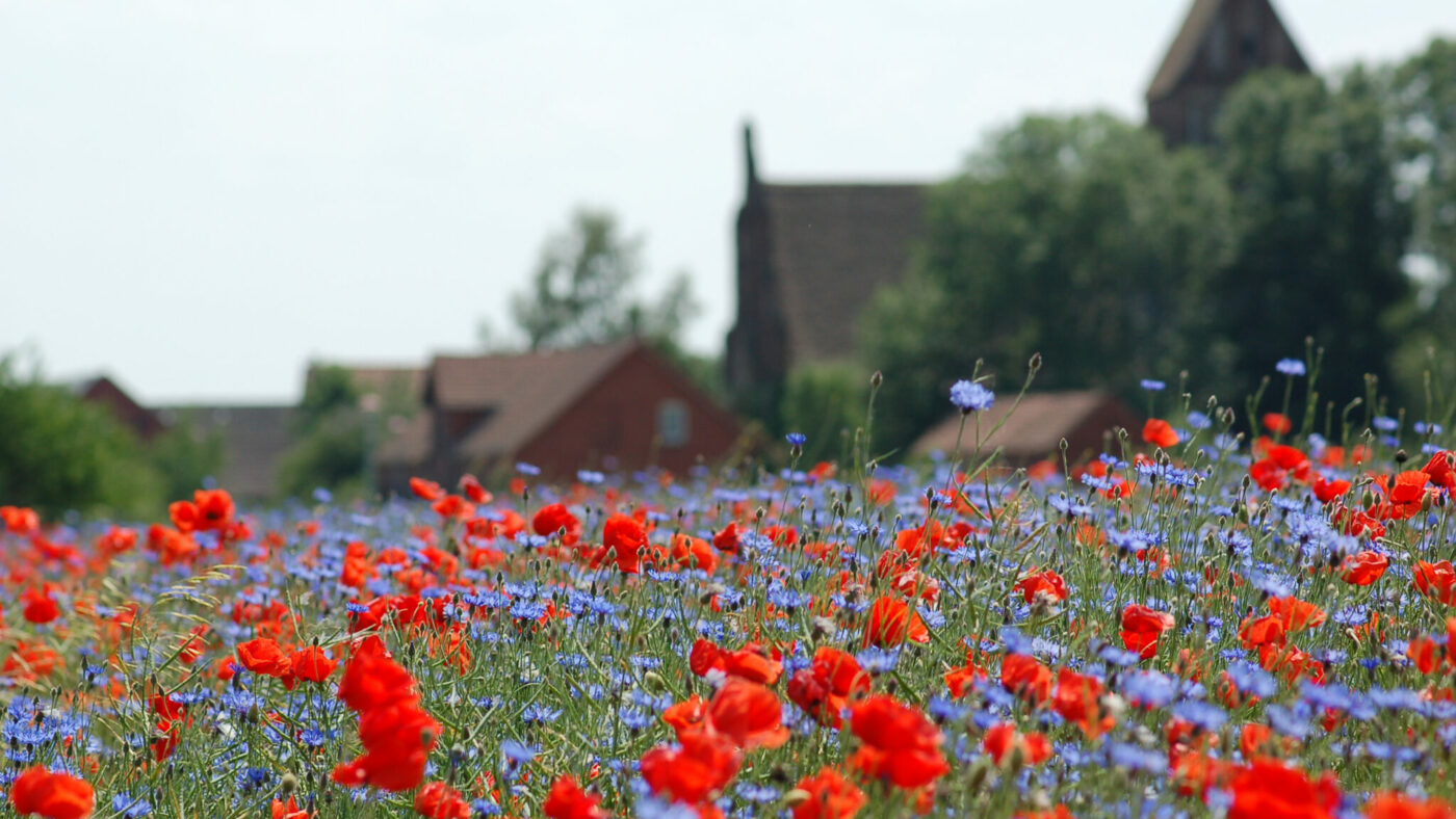 Ein Feld voller Klatschmohn, im Hintergrund ist ein Haus zu sehen.