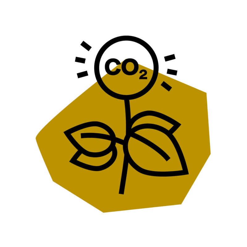 Eine Illustration einer Pflanze, in deren Blüte »CO2 steht«