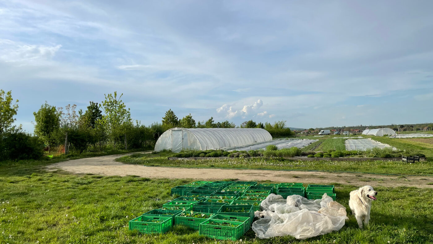 Ein Garten, darin ein Folientunnel, viele grüne Kisten und ein Golden Retriever.