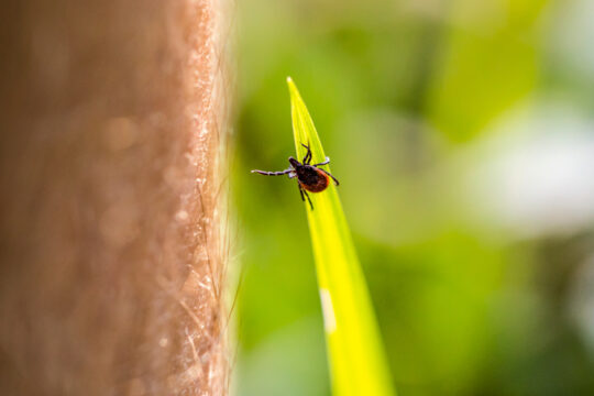 Eine Zecke sitzt auf einem Grashalm und streckt sich um ein menschliches Bein zu erreichen.