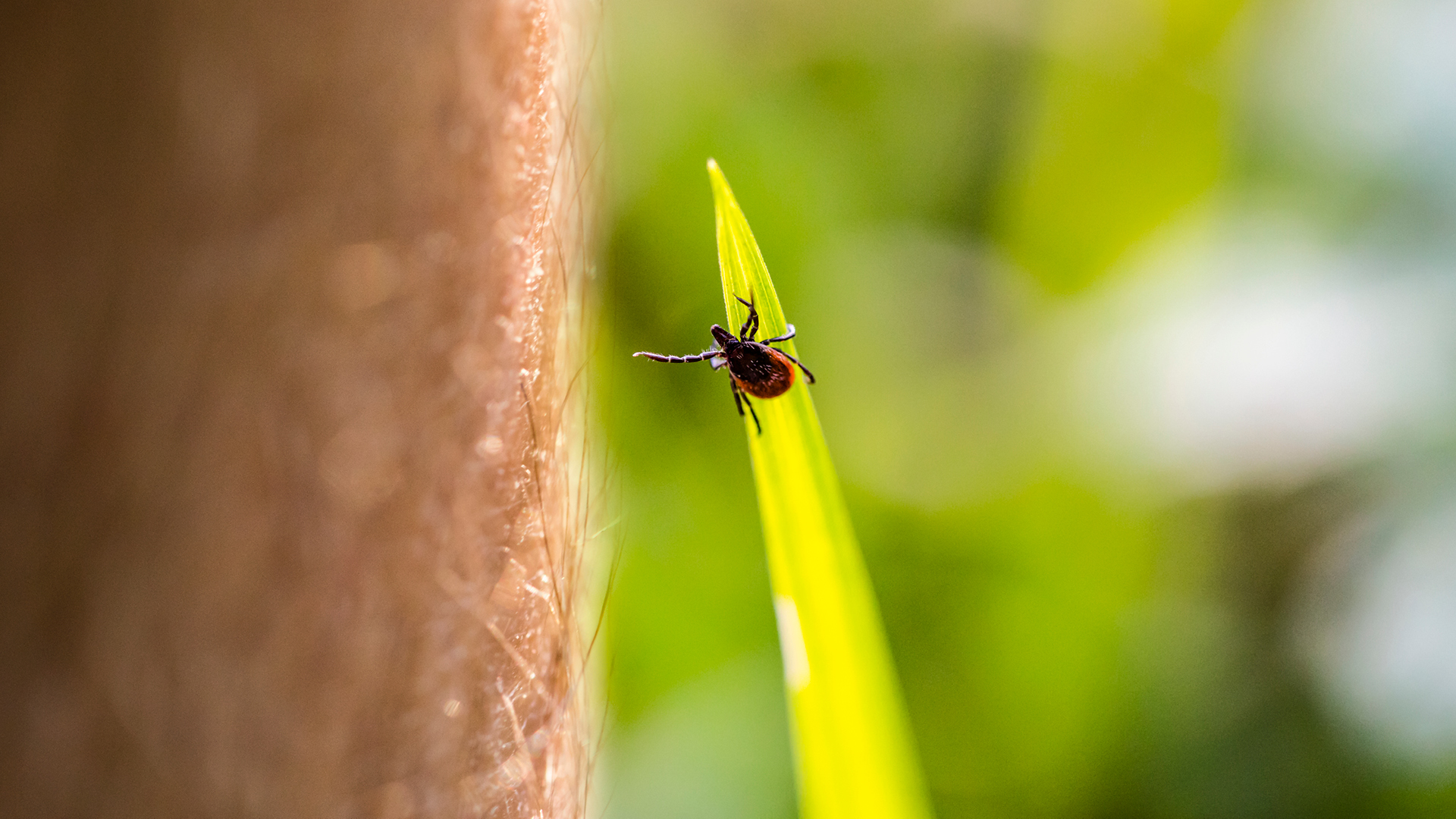Eine Zecke sitzt auf einem Grashalm und streckt sich um ein menschliches Bein zu erreichen.