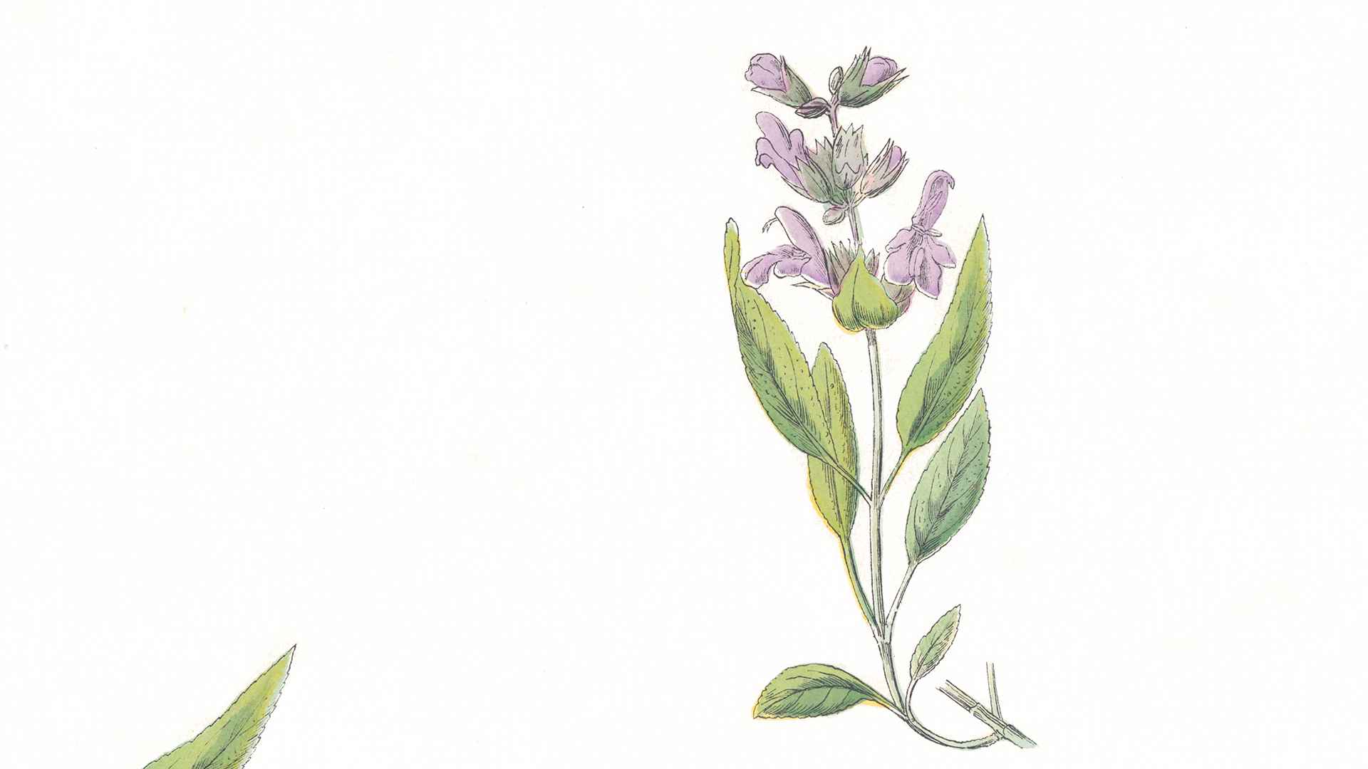 Eine Illustration einer Salbeipflanze.