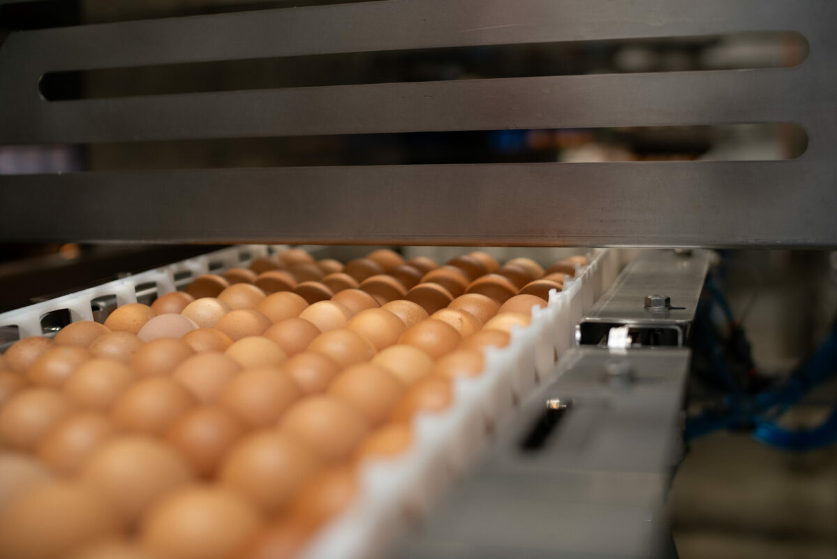 Viele braune Eier auf einem Fließband.