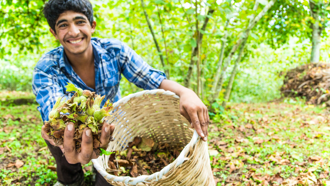 Mann mit Haselnussernte.