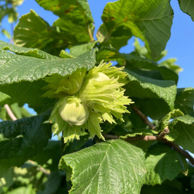 Nahaufnahme einer unreifen Haselnuss.