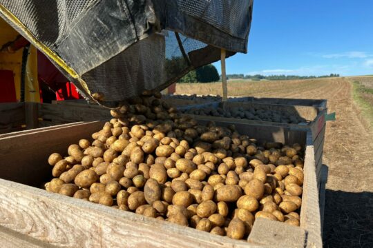 Erdäpfel werden vom Feld geholt.