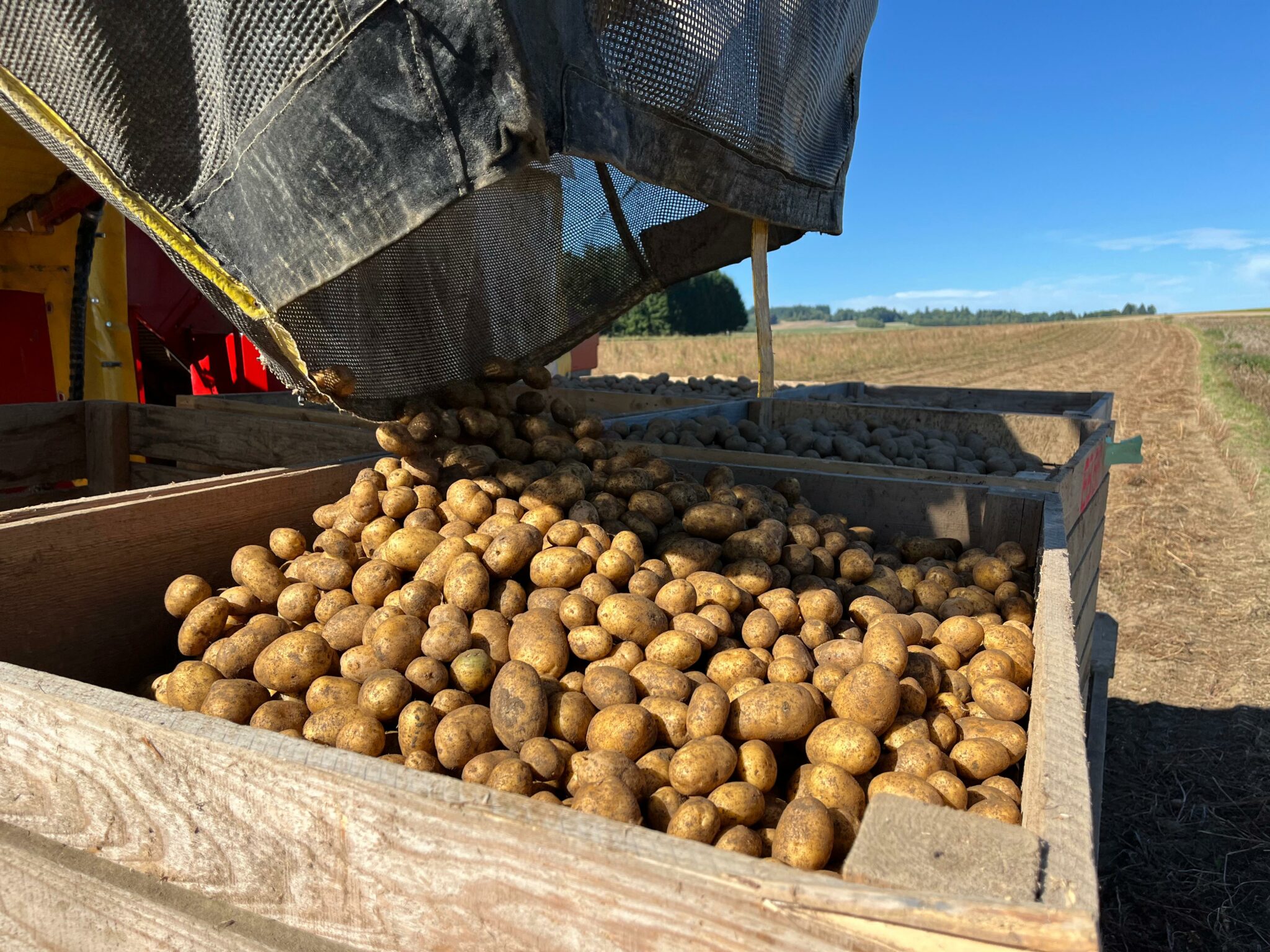 Erdäpfel werden vom Feld geholt.