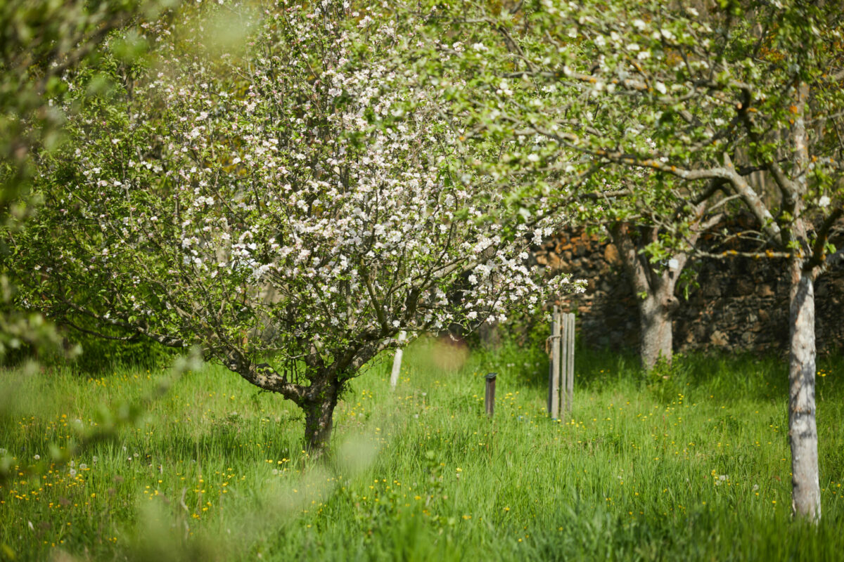 Besonders wertvoll: Streuobstwiesen (Bild: Rupert Pessl/Arche Noah)