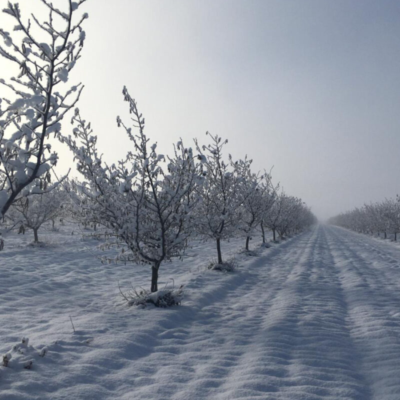 Haselnussbäume im Winter.