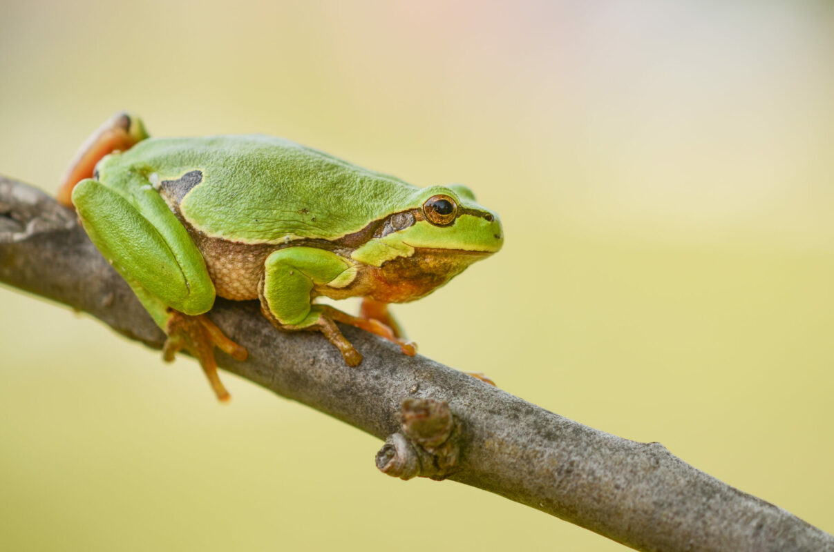 Ein Frosch auf einem Ast.