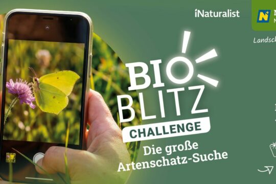 Sujet für die BioBlitz Challenge der Naturparke Niederösterreich.